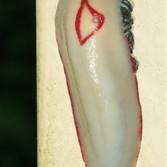 Triboniophorus graeffei (Red Triangle Slug) at Cedar Creek, QLD - 27 Feb 2022 by DAdeGroot