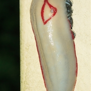 Triboniophorus graeffei (Red Triangle Slug) at Cedar Creek, QLD - 27 Feb 2022 by DAdeGroot
