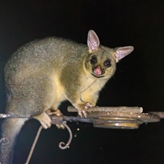 Trichosurus vulpecula (Common Brushtail Possum) at Cedar Creek, QLD - 9 Mar 2022 by DAdeGroot