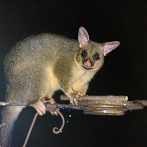 Trichosurus vulpecula (Common Brushtail Possum) at Cedar Creek, QLD - 9 Mar 2022 by DAdeGroot