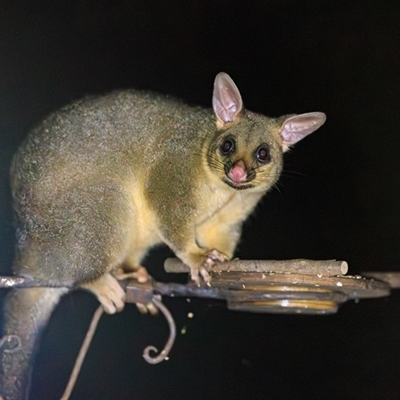 Trichosurus vulpecula (Common Brushtail Possum) at Cedar Creek, QLD - 9 Mar 2022 by DAdeGroot