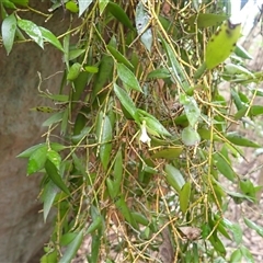 Dockrillia pugioniformis (Dagger Orchid) at Mundamia, NSW - 18 Sep 2025 by plants