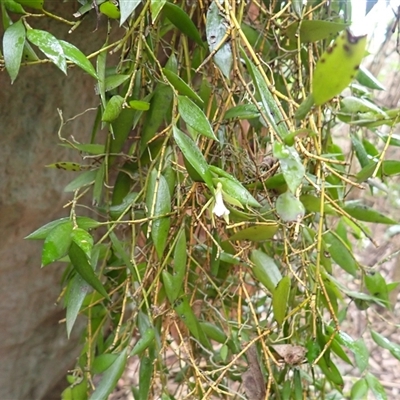 Dockrillia pugioniformis (Dagger Orchid) at Mundamia, NSW - 18 Sep 2025 by plants