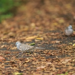 Geopelia placida (Peaceful Dove) at Cedar Creek, QLD - 18 Mar 2022 by DAdeGroot