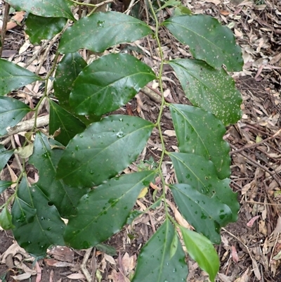 Citronella moorei (churnwood) at Mundamia, NSW - 18 Sep 2025 by plants
