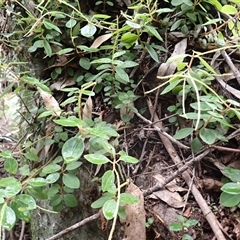 Peperomia blanda var. floribunda (A peperomia) at Mundamia, NSW - 18 Sep 2025 by plants