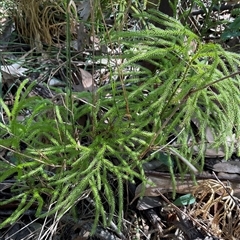 Pseudolycopodium densum (Bushy Club Moss) at Ulladulla, NSW - 17 Sep 2025 by Jennybach