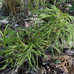 Pseudolycopodium densum (Bushy Club Moss) at Ulladulla, NSW - 17 Sep 2025 by Jennybach