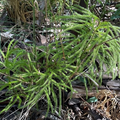 Pseudolycopodium densum (Bushy Club Moss) at Ulladulla, NSW - 17 Sep 2025 by Jennybach