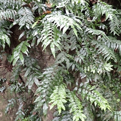 Arthropteris tenella (Climbing Fern) at Mundamia, NSW - 18 Sep 2025 by plants