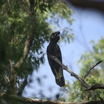 Zanda funerea (Yellow-tailed Black-Cockatoo) at Cedar Creek, QLD - 3 Apr 2022 by DAdeGroot