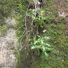 Isotoma axillaris (Australian Harebell, Showy Isotome) at Buangla, NSW - 18 Sep 2025 by plants