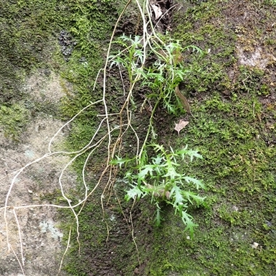 Isotoma axillaris (Australian Harebell, Showy Isotome) at Buangla, NSW - 18 Sep 2025 by plants