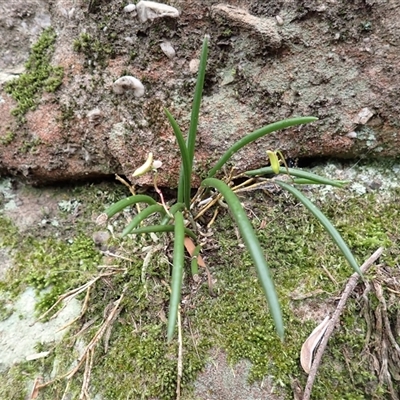 Dockrillia striolata (Streaked Rock Orchid) at Buangla, NSW - 18 Sep 2025 by plants