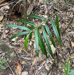 Podocarpus (Genus) (Plum Pine) at Cape Tribulation, QLD - 11 Jul 2025 by Tapirlord