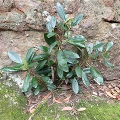 Ficus rubiginosa (Port Jackson or rusty fig) at Buangla, NSW - 18 Sep 2025 by plants
