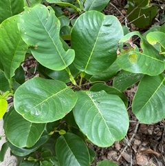 Dillenia alata (Red Beech) at Cape Tribulation, QLD - 11 Jul 2025 by Tapirlord