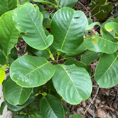 Dillenia alata (Red Beech) at Cape Tribulation, QLD - 11 Jul 2025 by Tapirlord