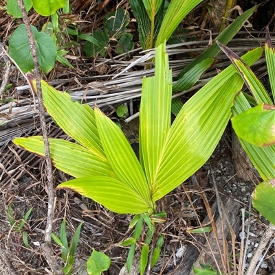 Cocos nucifera (coconut) at Cape Tribulation, QLD - 11 Jul 2025 by Tapirlord