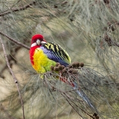 Platycercus eximius (Eastern Rosella) at Aranda, ACT - 23 Jun 2022 by DAdeGroot