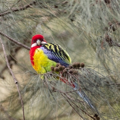 Platycercus eximius (Eastern Rosella) at Aranda, ACT - 23 Jun 2022 by DAdeGroot