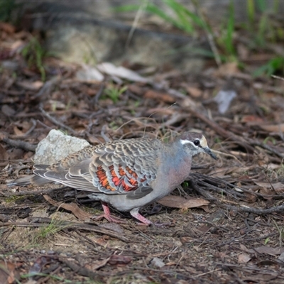 Phaps chalcoptera (Common Bronzewing) at Aranda, ACT - 23 Jun 2022 by DAdeGroot