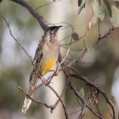 Anthochaera carunculata (Red Wattlebird) at Aranda, ACT - 23 Jun 2022 by DAdeGroot