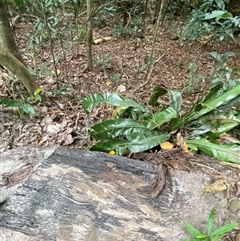 Asplenium australasicum at Cape Tribulation, QLD - 11 Jul 2025 by Tapirlord