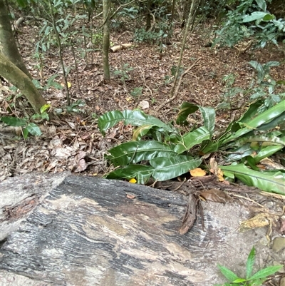 Asplenium australasicum at Cape Tribulation, QLD - 11 Jul 2025 by Tapirlord