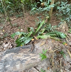 Unverified at suppressed - suppressed