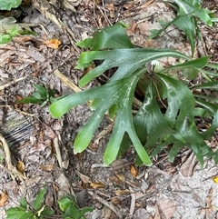 Platycerium hillii (Elkhorn Fern) at Cape Tribulation, QLD - 11 Jul 2025 by Tapirlord