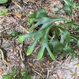 Platycerium hillii (Elkhorn Fern) at Cape Tribulation, QLD - 11 Jul 2025 by Tapirlord