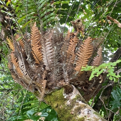 Drynaria rigidula at Cape Tribulation, QLD - 11 Jul 2025 by Tapirlord
