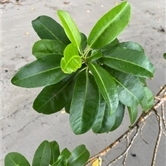 Unverified Other Tree at Cape Tribulation, QLD - 11 Jul 2025 by Tapirlord