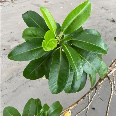 Unverified Other Tree at Cape Tribulation, QLD - 11 Jul 2025 by Tapirlord