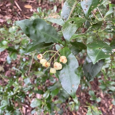 Psychotria (genus) at Cape Tribulation, QLD - 11 Jul 2025 by Tapirlord