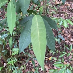 Unverified Other Tree at Cape Tribulation, QLD - 11 Jul 2025 by Tapirlord