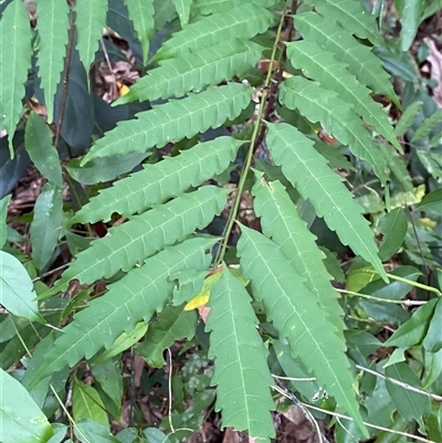Cupaniopsis foveolata at Cape Tribulation, QLD - 11 Jul 2025 by Tapirlord