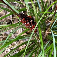 Gahnia aspera at Cape Tribulation, QLD - 11 Jul 2025 by Tapirlord