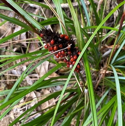 Gahnia aspera at Cape Tribulation, QLD - 11 Jul 2025 by Tapirlord