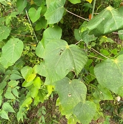 Macaranga involucrata var. mallotoides at Cape Tribulation, QLD - 11 Jul 2025 by Tapirlord