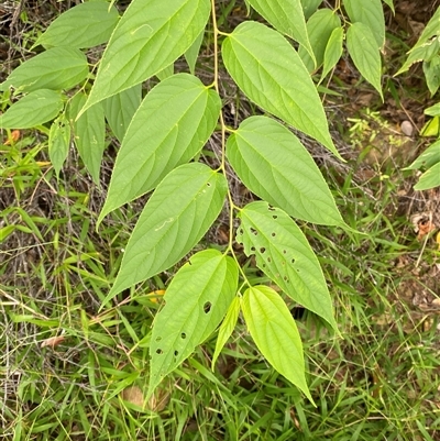 Trema tomentosa var. aspera at Cape Tribulation, QLD - 11 Jul 2025 by Tapirlord