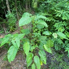 Ficus variegata at Cape Tribulation, QLD - 11 Jul 2025 by Tapirlord