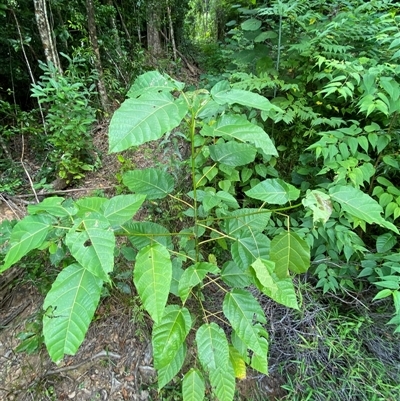 Ficus variegata at Cape Tribulation, QLD - 11 Jul 2025 by Tapirlord