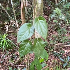 Piper caninum at Cape Tribulation, QLD - 11 Jul 2025 by Tapirlord
