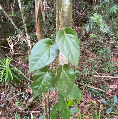 Piper caninum at Cape Tribulation, QLD - 11 Jul 2025 by Tapirlord