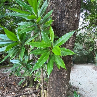 Cerbera manghas (beach milkwood) at Cape Tribulation, QLD - 11 Jul 2025 by Tapirlord