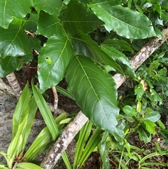 Pongamia pinnata at Cape Tribulation, QLD - 11 Jul 2025 by Tapirlord