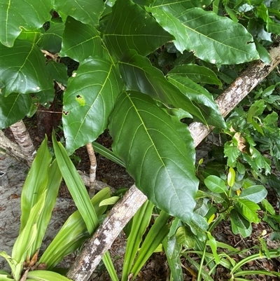 Pongamia pinnata at Cape Tribulation, QLD - 11 Jul 2025 by Tapirlord