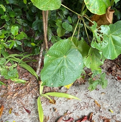 Hibiscus tiliaceus (sea hibiscus) at Cape Tribulation, QLD - 11 Jul 2025 by Tapirlord